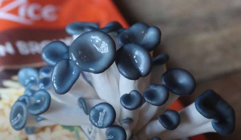 Blue Oyster Edible Mushroom Growing Kit - Gourmet Gift