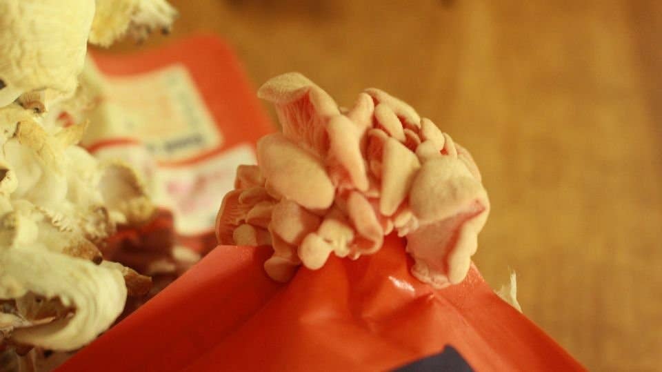 Pink Oyster Edible Mushroom Growing Kit - Great Foodie Gift