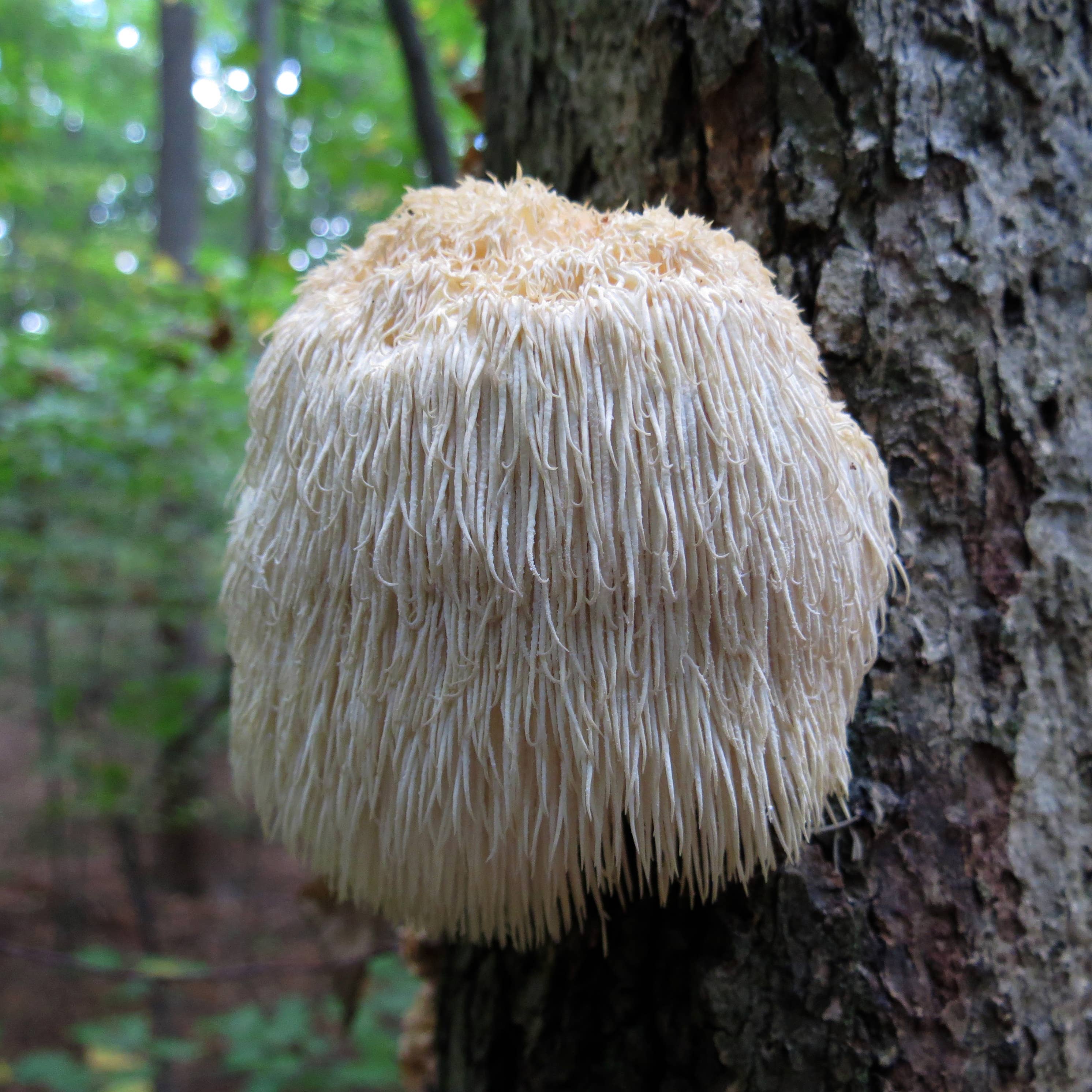 Lions Mane Gourmet Mushroom Growing Kit Holiday Edition