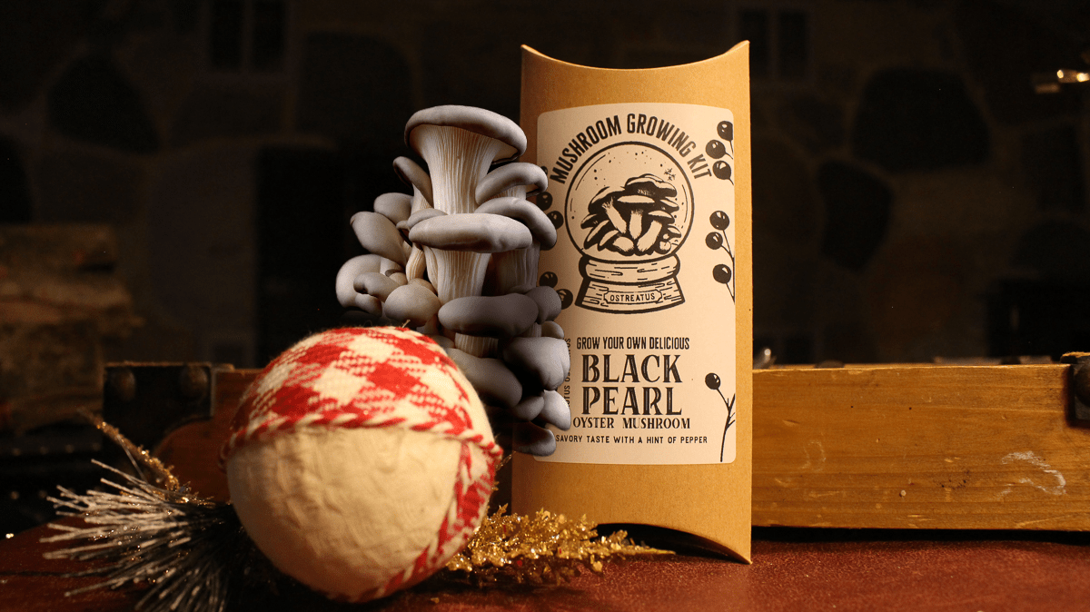 Black Pearl Oyster Mushroom Growing Kit Holiday Edition